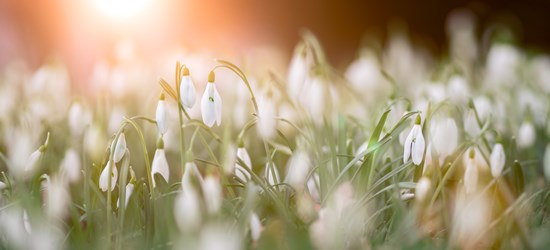 simon-berger-mlGfyUtwsik-unsplash