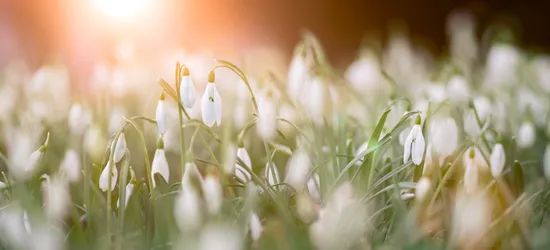 simon-berger-mlGfyUtwsik-unsplash