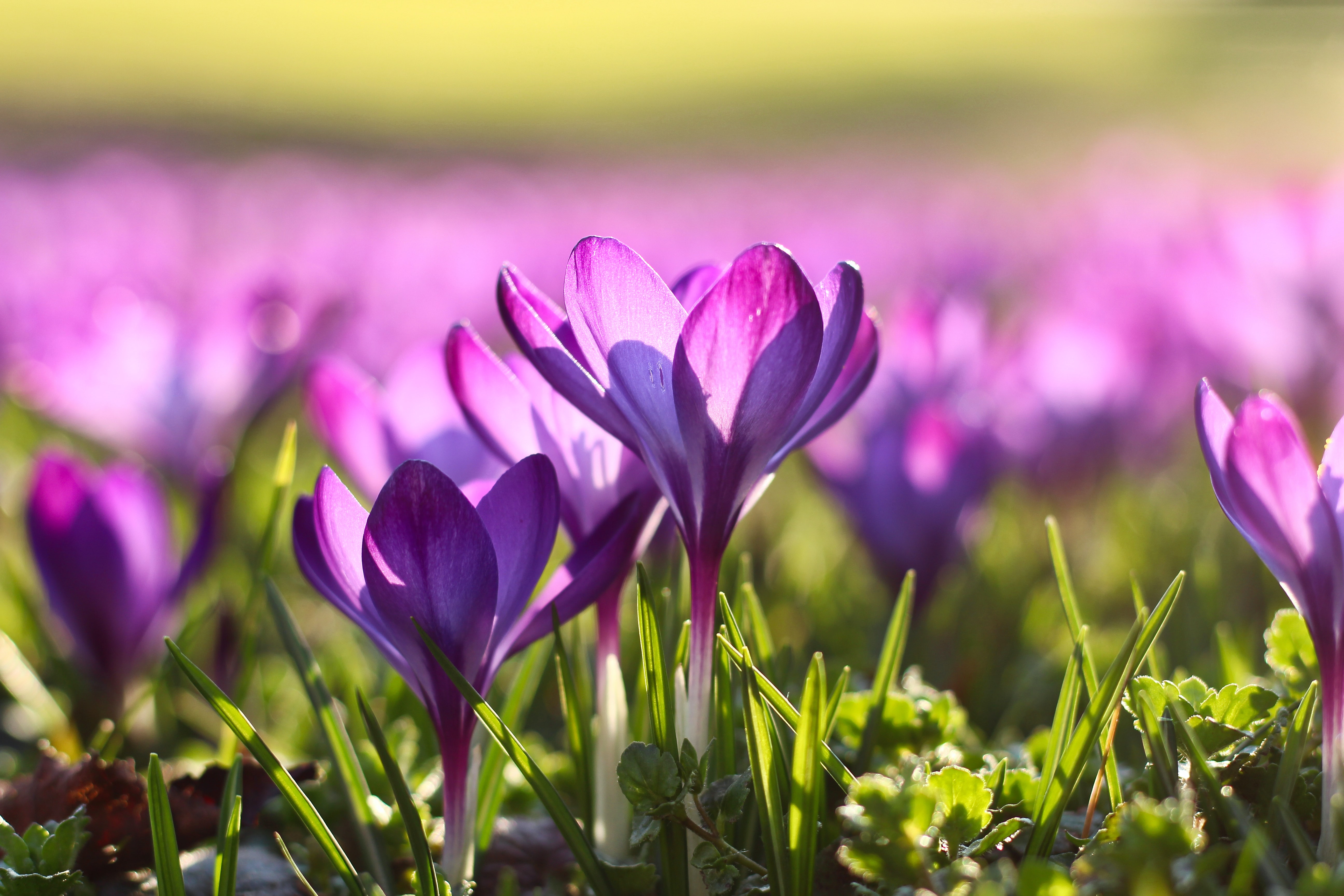 marc-schulte-3z8yZYTyM6w-unsplash