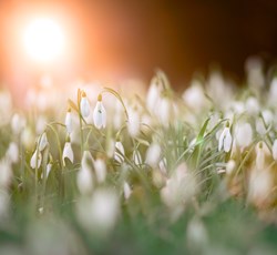 simon-berger-mlGfyUtwsik-unsplash