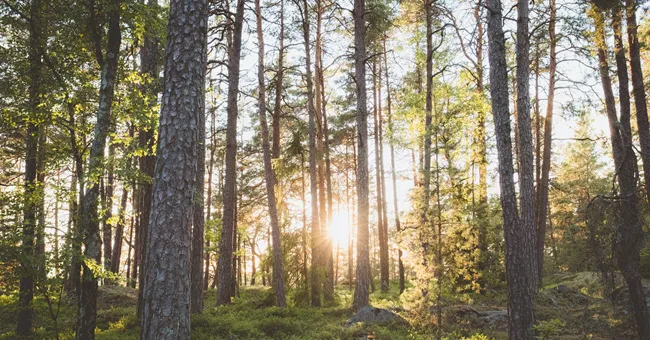 solig skog