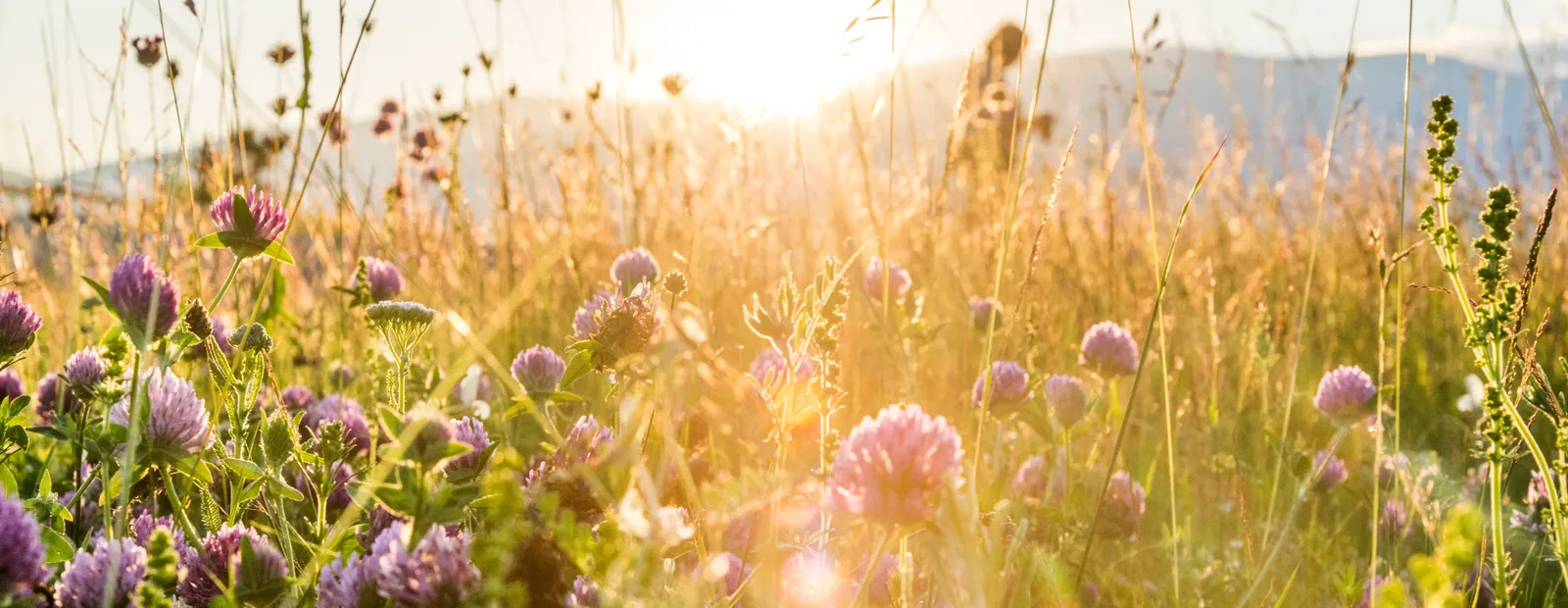 valeri-terziyski-qNvQPhS3eBU-unsplash