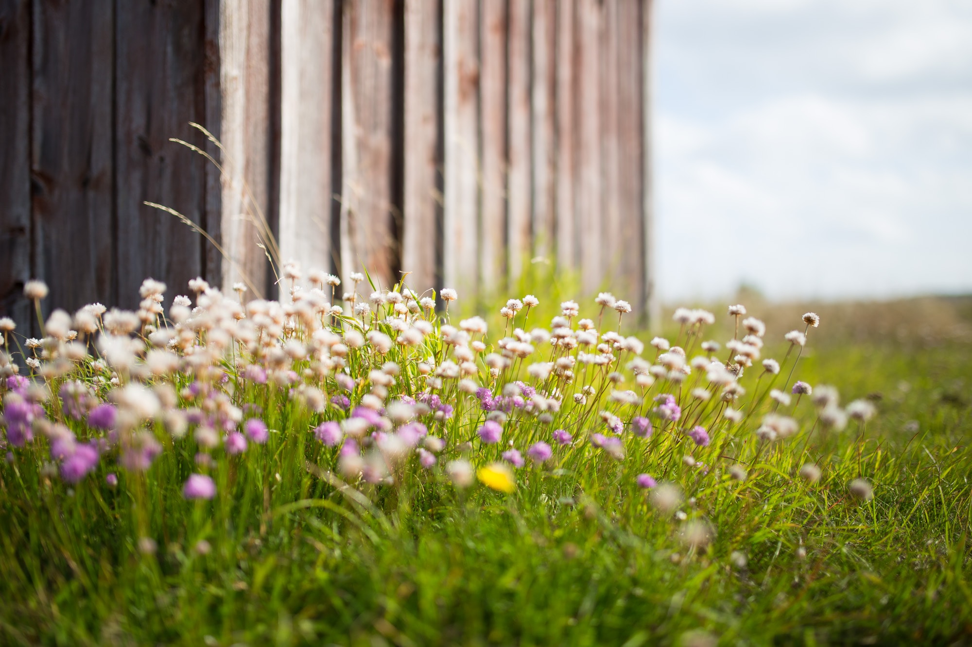 blommor stugvägg