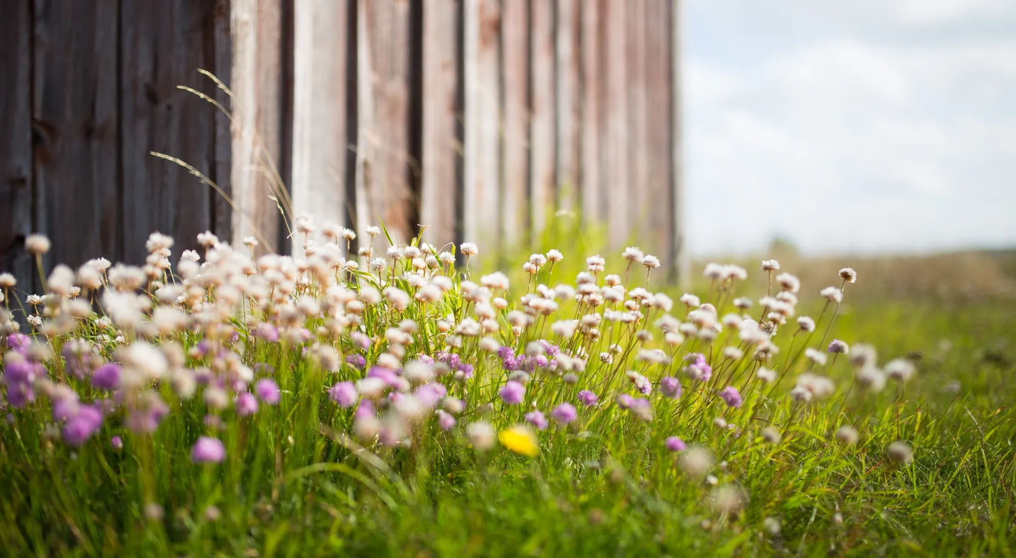 blommor stugvägg