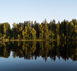 träd som speglas i vatten
