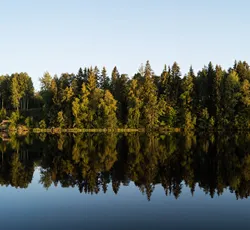 träd som speglas i vatten