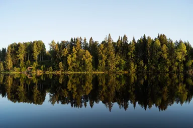 träd som speglas i vatten