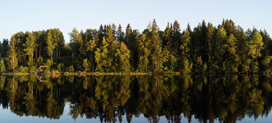 träd som speglas i vatten