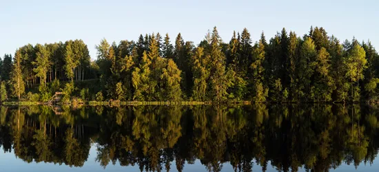 träd som speglas i vatten